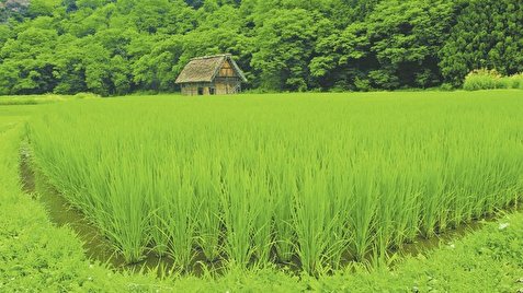 ظهور خوشه برنج در ۳۵ هزار هکتار شالیزار مازندران