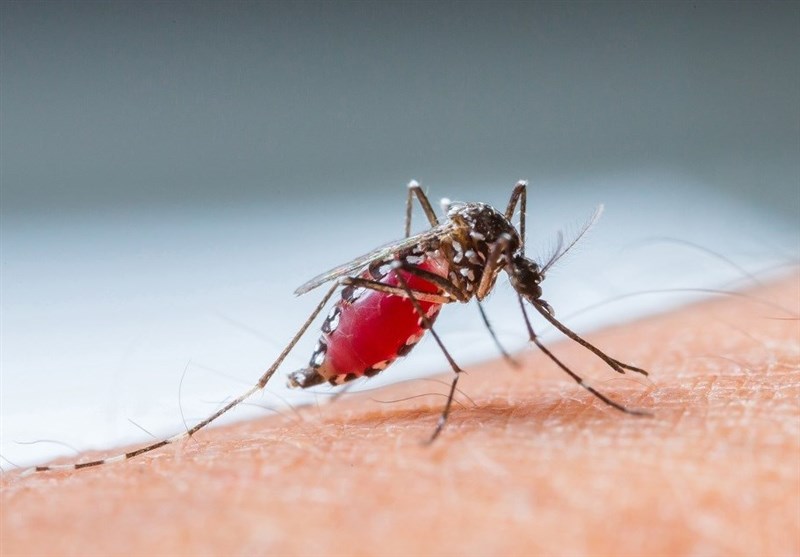 شناسایی ۴۱ مورد ابتلا به مالاریا در کرمان