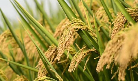 برنج‌کاری گیلان در خطر نابودی؟