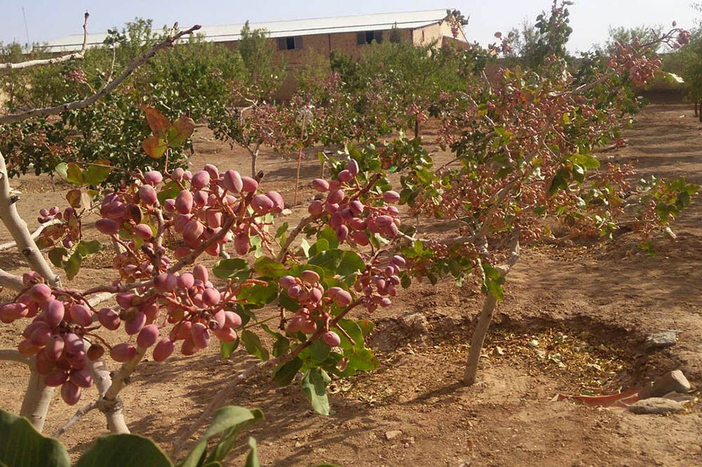 برداشت پسته در سیستان و بلوچستان