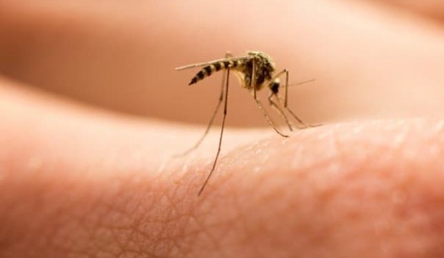 شیوع سویه جدید کرونا؛ ۳۱ مورد مالاریا در کرمان