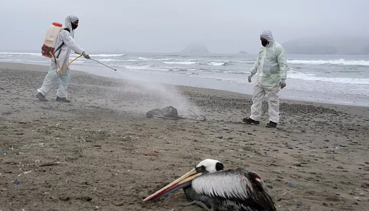 آنفولانزای پرندگان در نروژ و فنلاند؛ هزاران قطعه مرغ دریایی تلف شدند