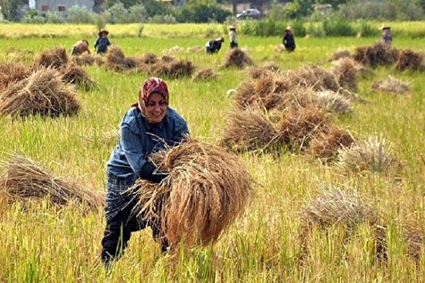 معاون جهاد: برداشت ۹۰ درصدی برنج از شالیزار‌های گیلان