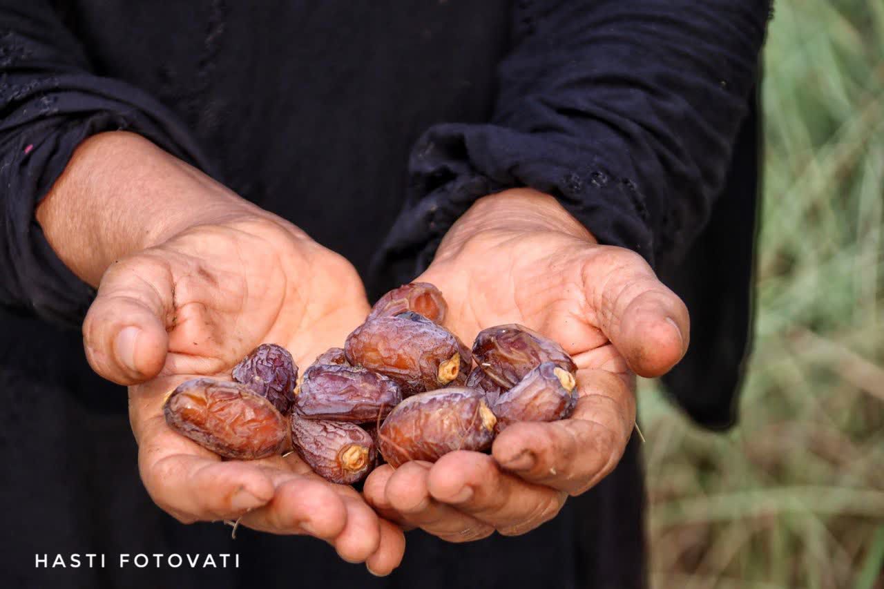 سکوتی به بلندای نخل،لذتی به شیرینی خرما+گزارش تصویری