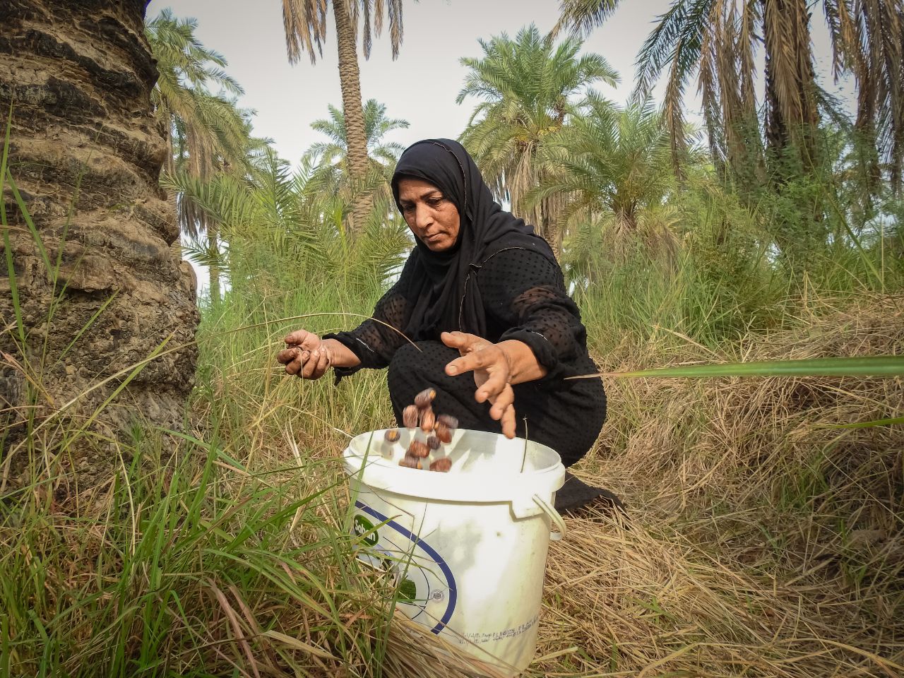 سکوتی به بلندای نخل،لذتی به شیرینی خرما+گزارش تصویری