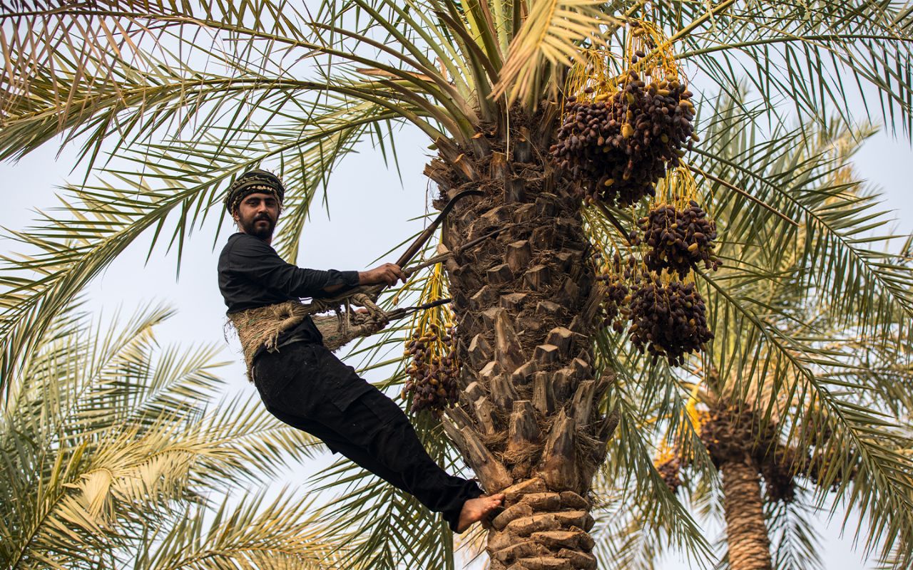 سکوتی به بلندای نخل،لذتی به شیرینی خرما+گزارش تصویری