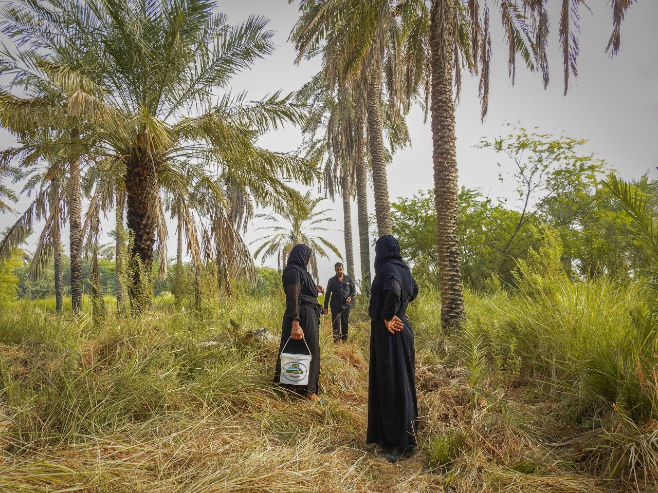 سکوتی به بلندای نخل،لذتی به شیرینی خرما+گزارش تصویری