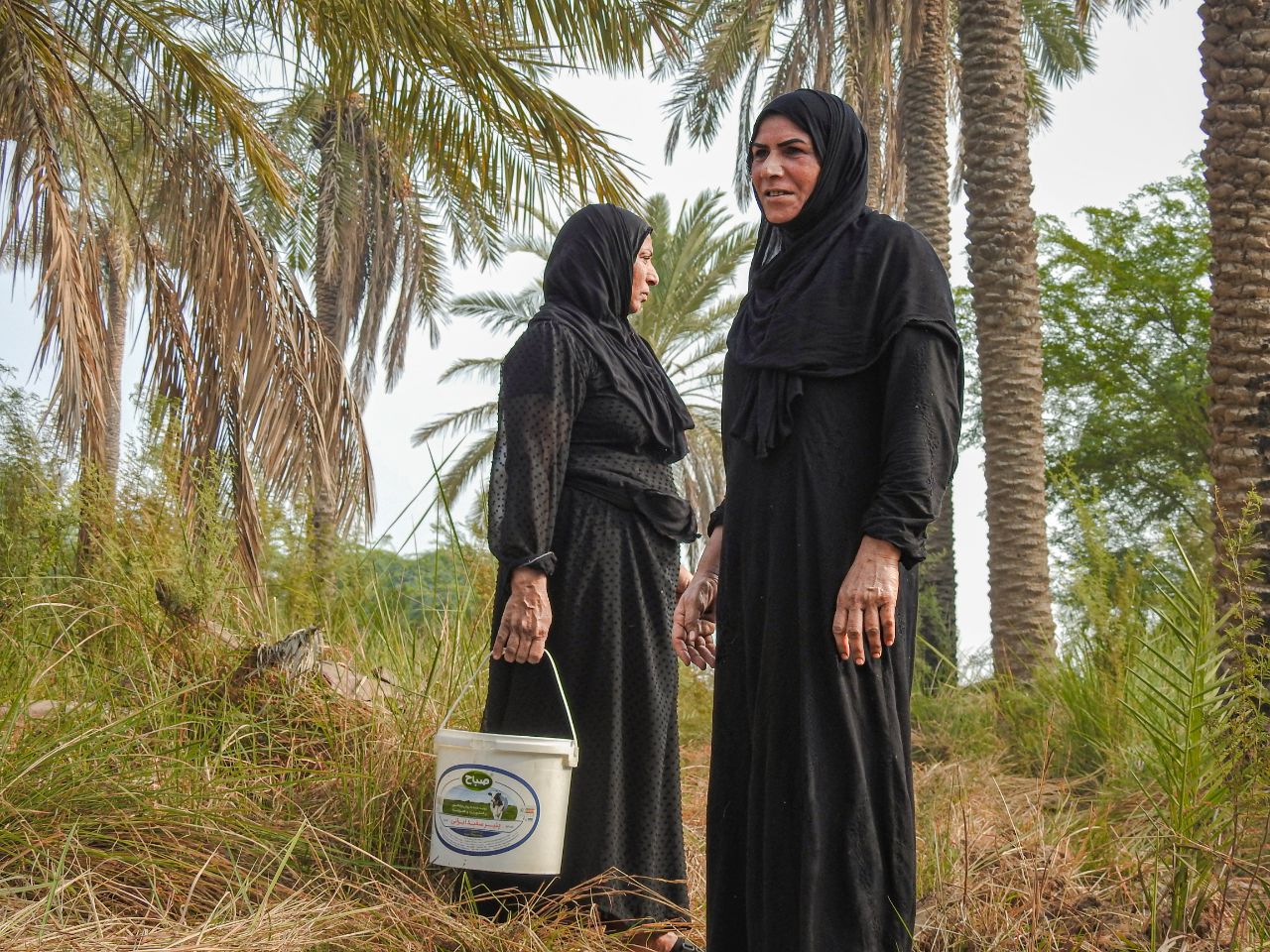 سکوتی به بلندای نخل،لذتی به شیرینی خرما+گزارش تصویری