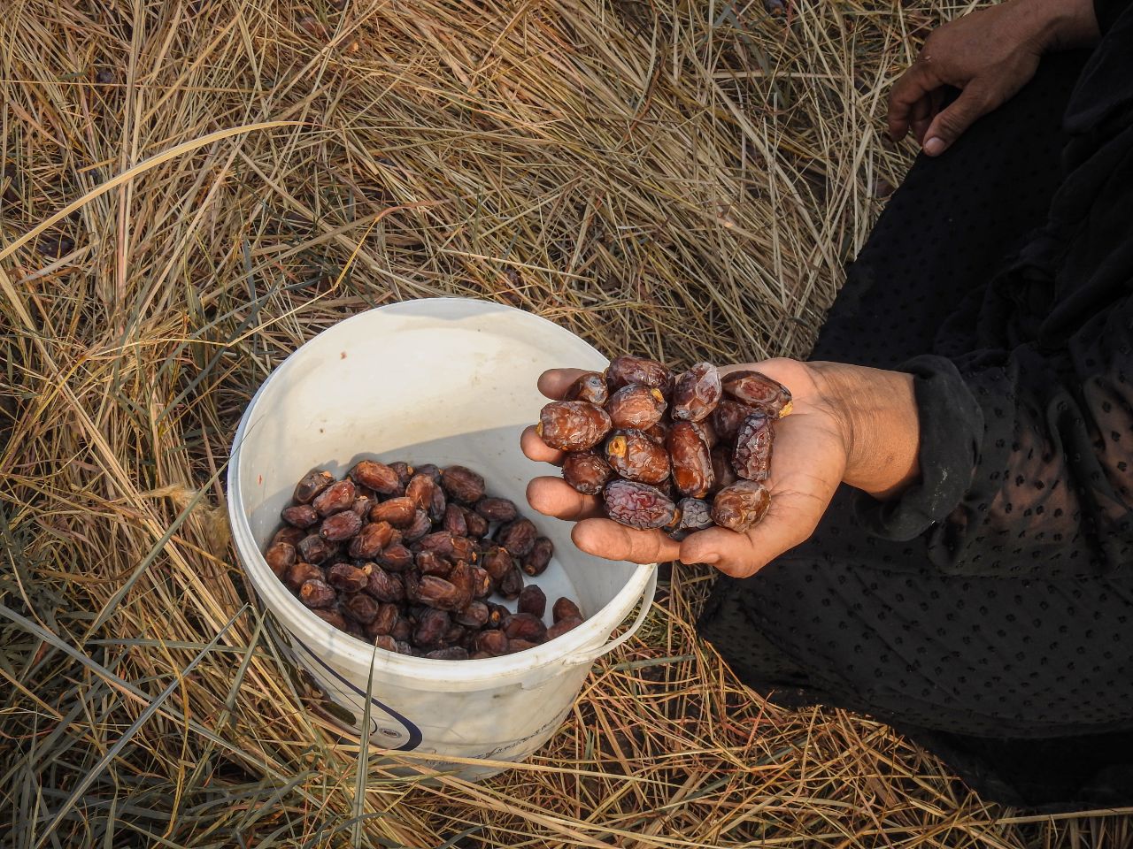 سکوتی به بلندای نخل،لذتی به شیرینی خرما+گزارش تصویری