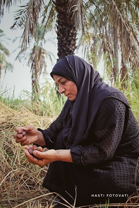 سکوتی به بلندای نخل، لذتی به شیرینی خرما+گزارش تصویری