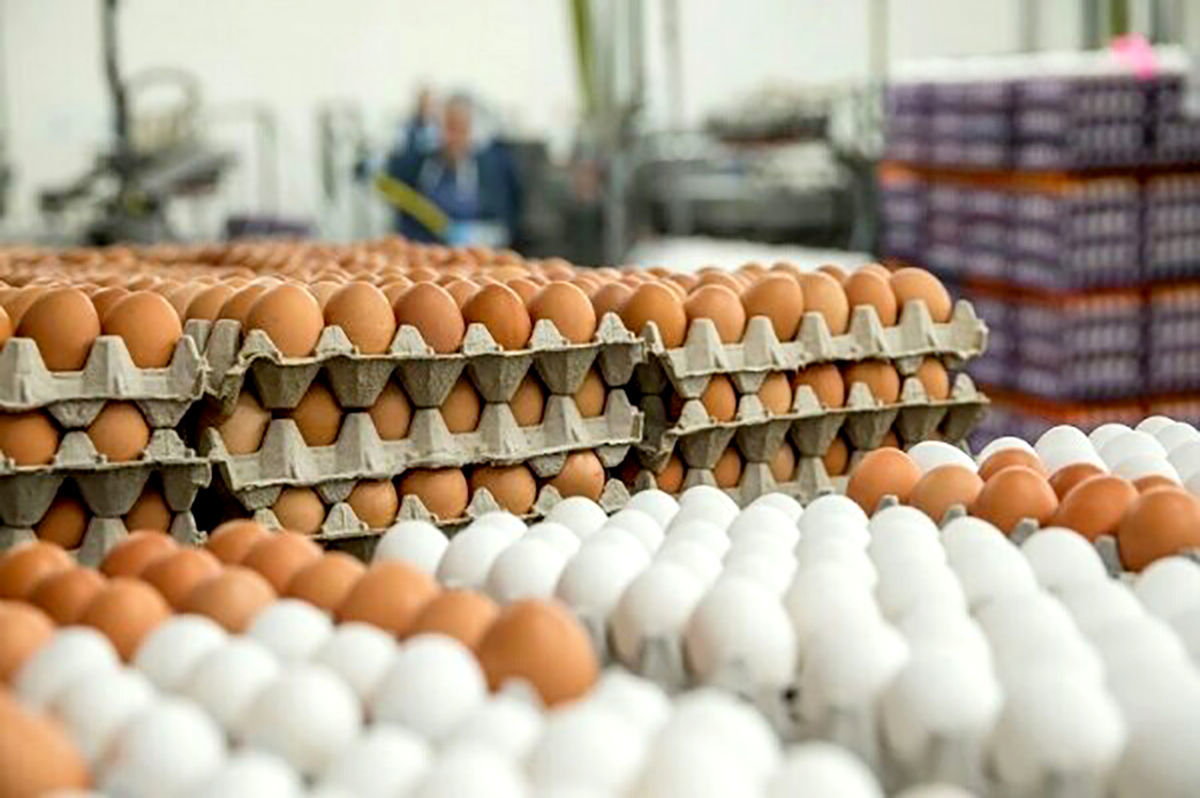 تخم‌مرغ ۱۵ عددی؛ ۷۴ هزار تومان!