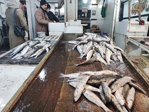 صید ماهی در مازندران شرایط خوبی دارد