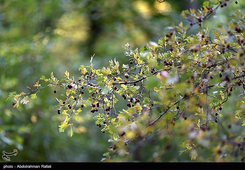 طبیعت پاییزیِ همدان