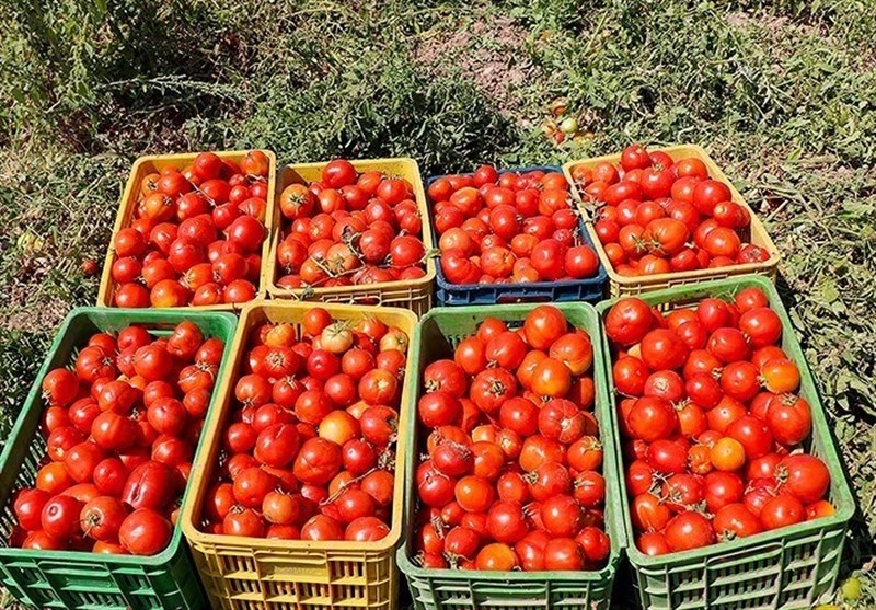 گرانی شدید گوجه فرنگی؛ عرضه سنگین در روزهای آینده