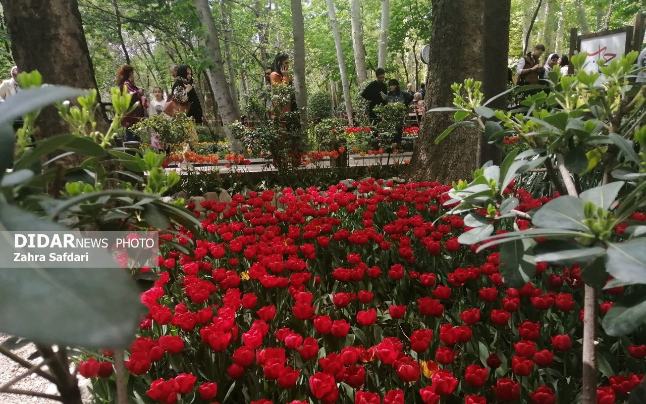 گزارش تصویری؛ بهارِ باغ ایرانی