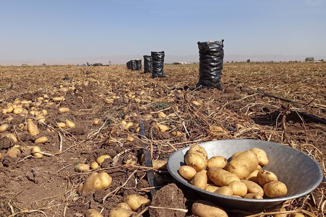 ماجرای کاهش ارزش پول ملی و سیب‌زمینی!