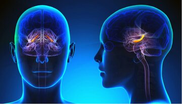 این غذاها به مغز کودکان و نوجوانان آسیب‌ می‌زند