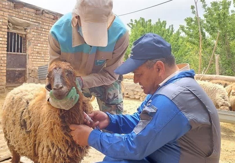 تب ‌کنگو در هرمزگان قربانی گرفت