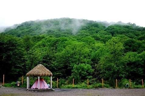 آخرین بازمانده جنگل جلگه‌ای گلستان در معرض خطر نابودی