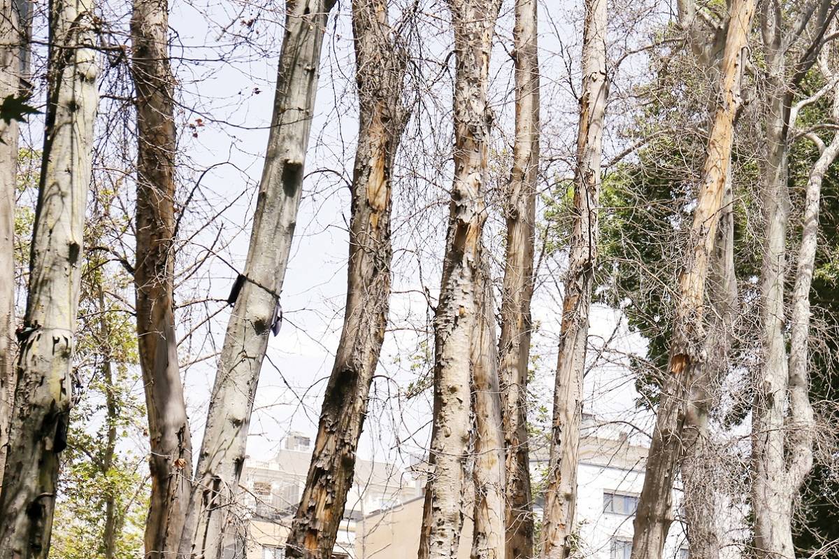 خشکاندن عمدی ۱۶ هزار درخت