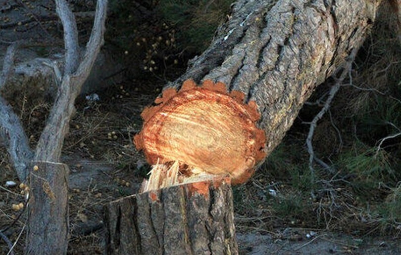 زندان، برای قطع درختان