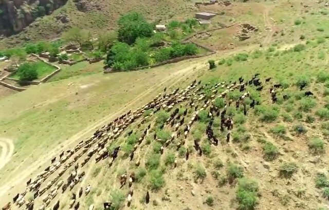 عجیب‌ترین کوچ‌نشینی دنیا