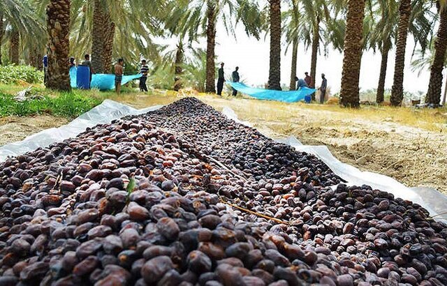 حال خرمای کرمان خوب نیست