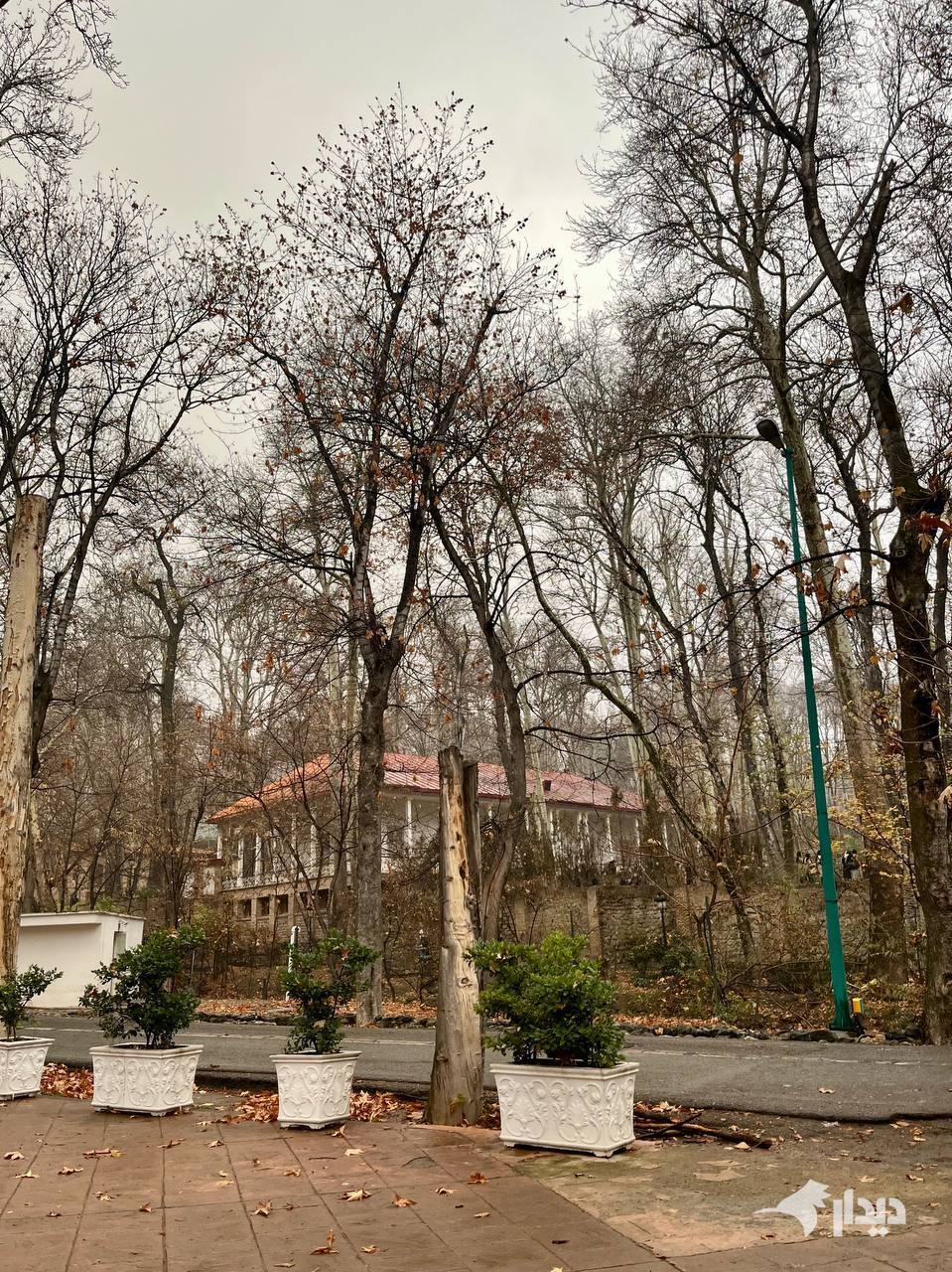 گزارش تصویری؛ یک روز سرد در سعدآباد