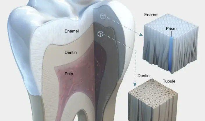 چرا دندان‌ها از استخوان‌ها سخت‌ترند؟
