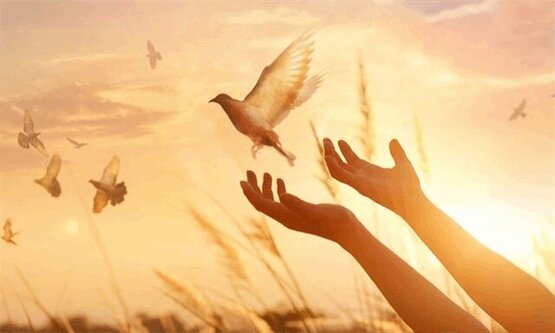 آزادی ۲۶۴ زندانی غیرعمد یزدی