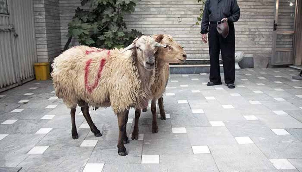هشدار درباره ذبح غیر بهداشتی دام در عید قربان