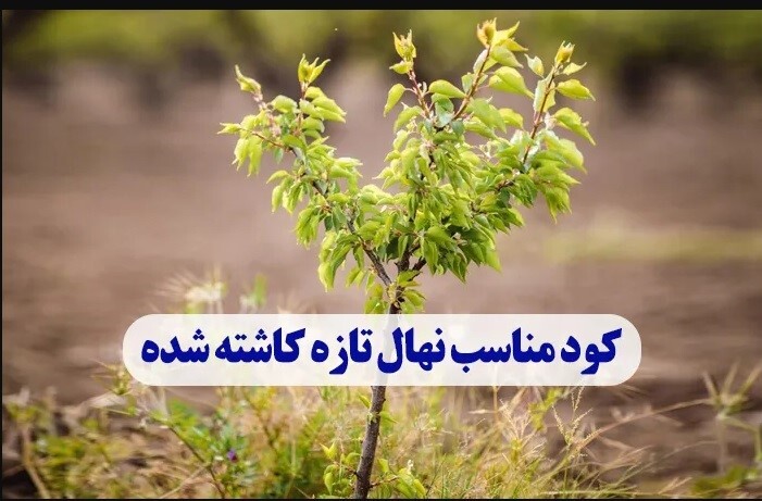 کود مناسب نهال تازه کاشته شده از نظر کارشناسان کشاورزی