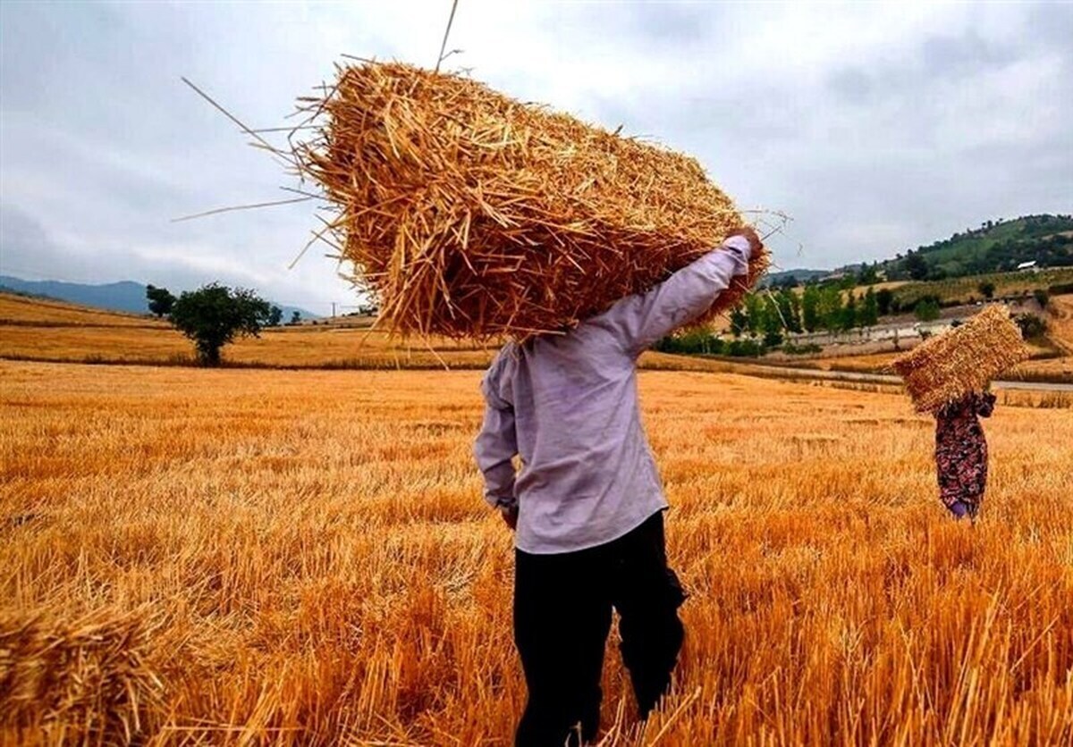 ۲۱ همت دیگر در حساب گندمکاران