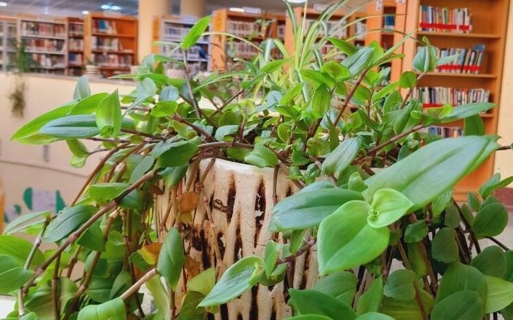 مدیریت سبز در کتابخانه‌ها