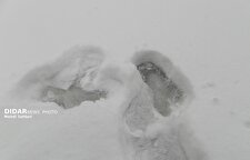 هشدار کاهش ۵ تا ۱۵ درجه‌ای دما/ بارش برف و باران در ۹ استان