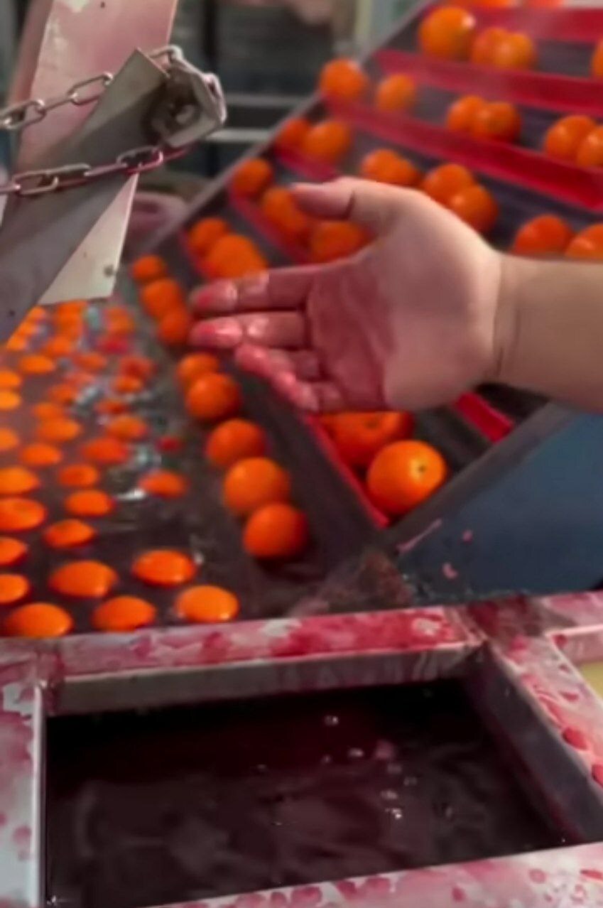 واکنش سازمان غذا و دارو به رنگ‌کردن پرتقال‌ها؛ برای مردم خطر دارد؟