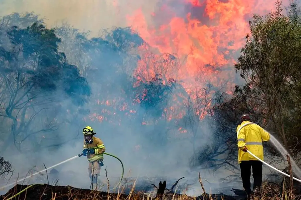 بحران در جنگل‌ها؛ ۴۶ هزار هکتار اراضی ملی در آتش سوخت