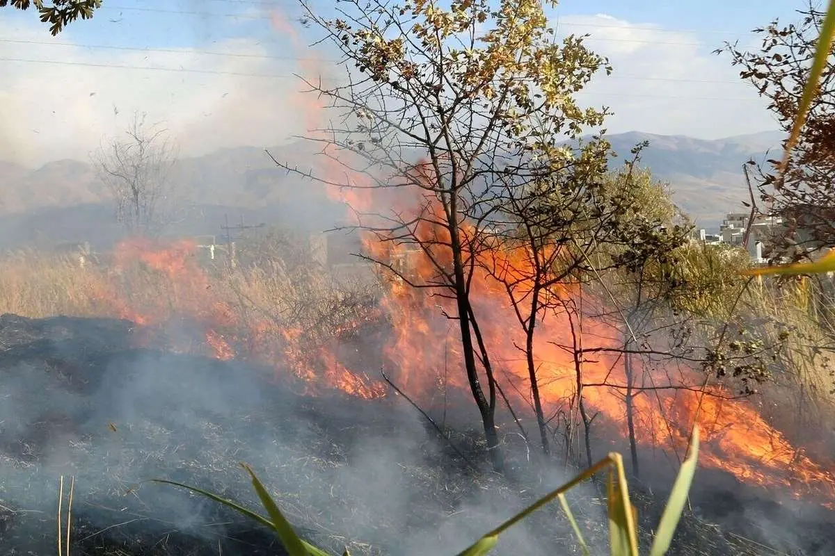 بحران در جنگل‌ها؛ ۴۶ هزار هکتار اراضی ملی در آتش سوخت