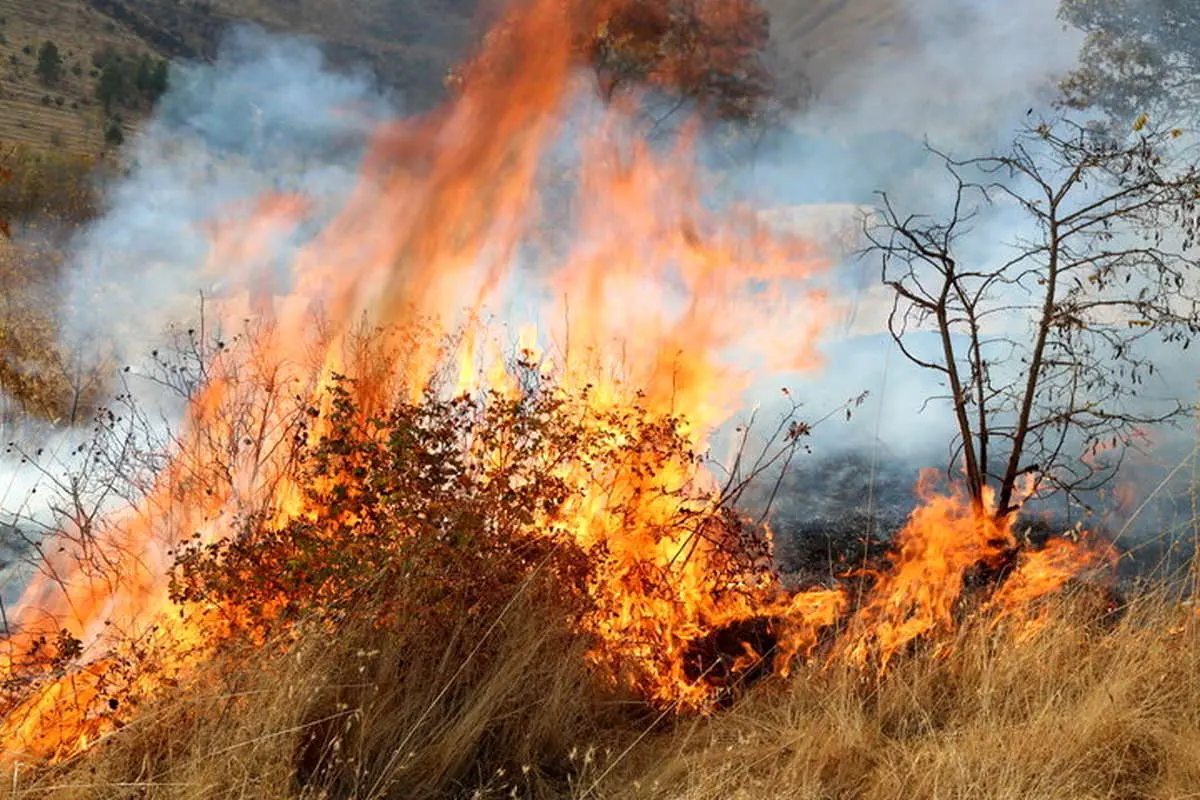 شکارچیان غیرمجاز ‌«الیت» را آتش زدند