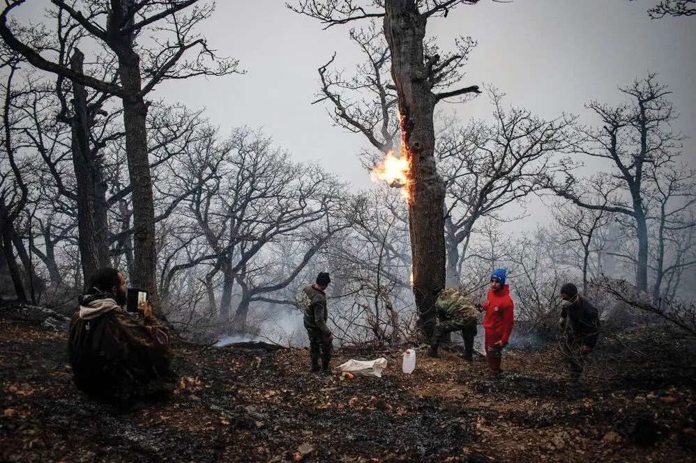 هشدار کم‌آبی در شمال کشور/ بسیاری از درختان الیت جان سالم به‌در بردند